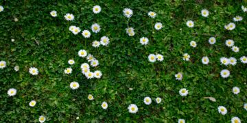 Ein ruhiger Frühlingsmorgen: Ein Spaziergang zum Schrebergarten