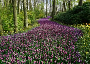 Ein sanfter Ruf zur Garten-Erneuerung