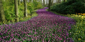 Ein sanfter Ruf zur Garten-Erneuerung