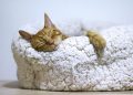 Cat Trees for Indoor Cats