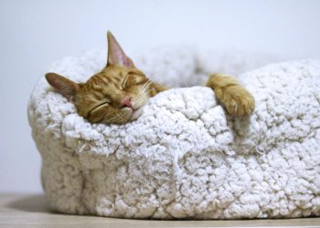 Cat Trees for Indoor Cats