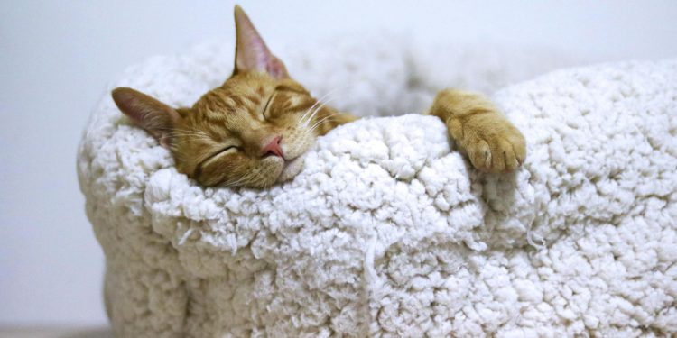 Cat Trees for Indoor Cats