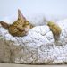 Cat Trees for Indoor Cats